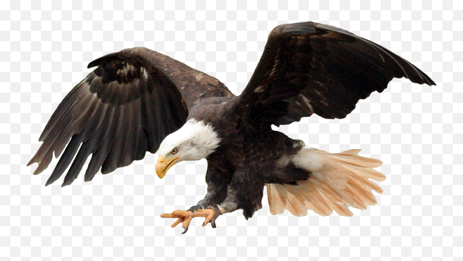Bald Eagle Png Transparent Image - Look Mom I Can Fly,Png Image