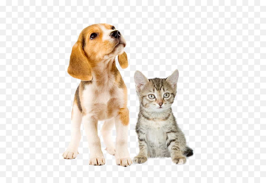 Download Puppy And Kitten Png Image - Puppies And Kittens Png,Kitten Png