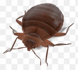 Download Termite Transparent Background Png
