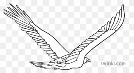Golden Eagle Flying Away Bird Animal Ks1 Black And White Rgb - Lovely png