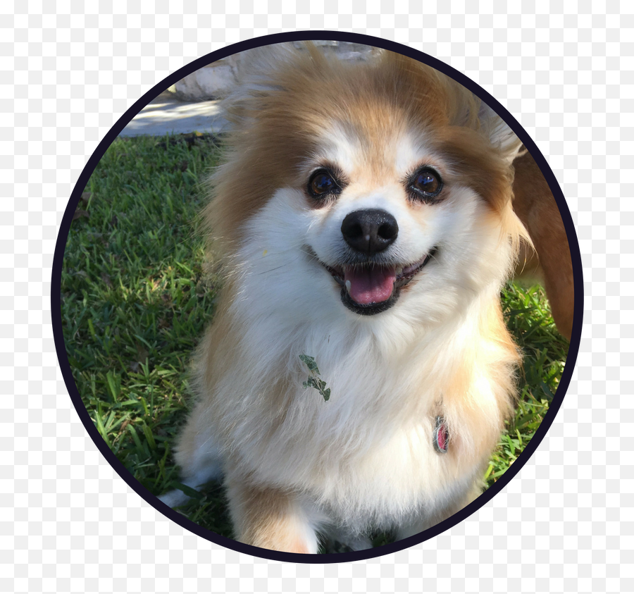 Download Hd Services And Rates - Pomeranian Transparent Png Northern Breed Group,Pomeranian Png
