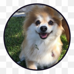 Download Hd Services And Rates - Pomeranian Transparent Png Northern Breed Group,Pomeranian Png