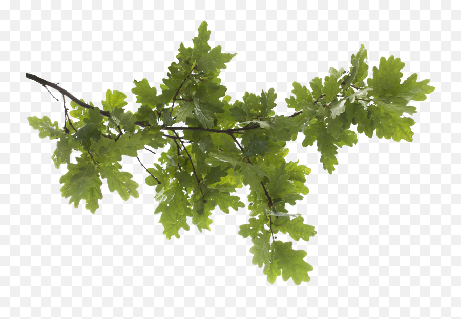 Icon Oak Tree Hd Png Transparent - Transparent Background Tree Branch Transparent,Oak Tree Png
