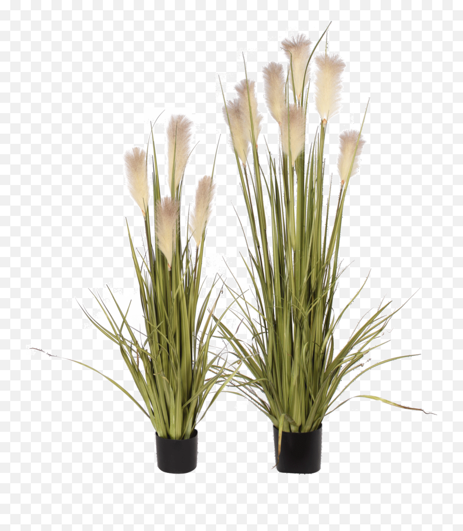 Download P1527 - Artificial Flowers Png Grass,Reed Png