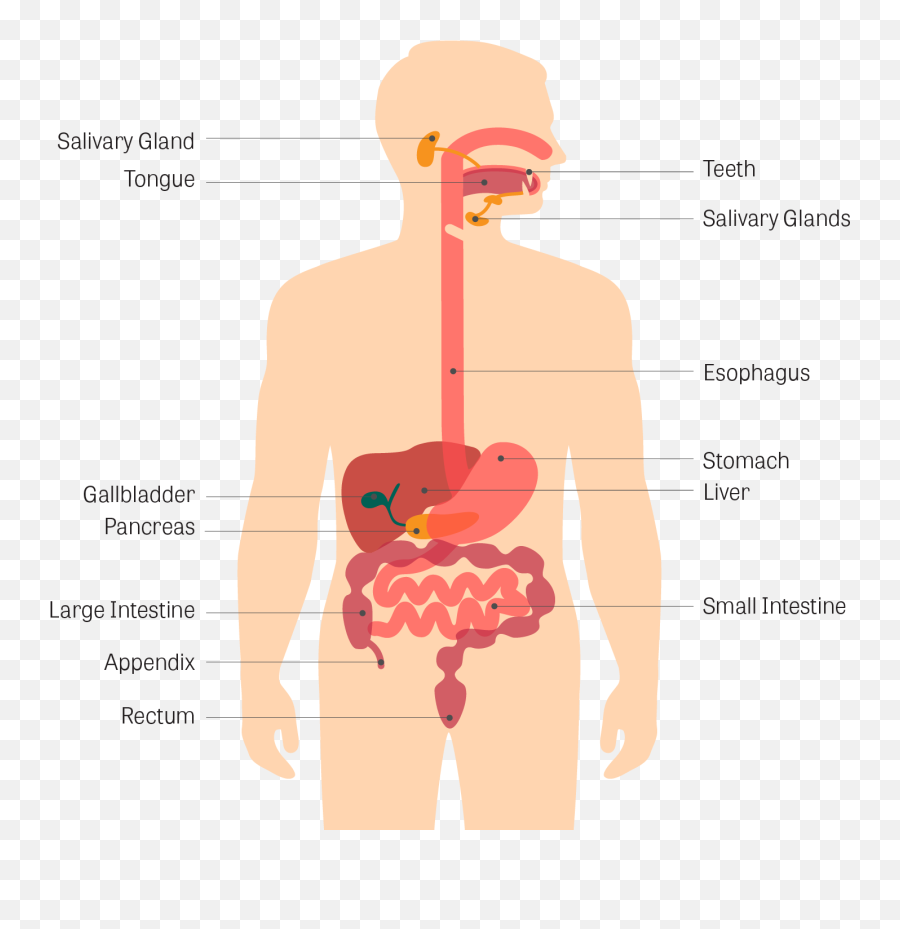 Human Digestive System Cartoon - Human Body With Digestive System Png,Digestive System Png