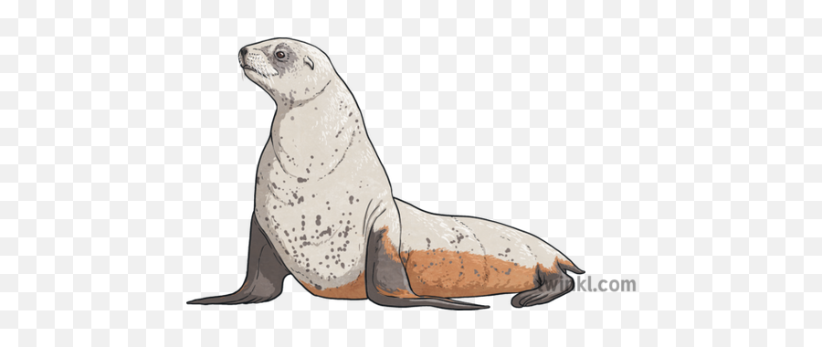 New Zealand Sea Lion Animal Adaptations Ks2 Illustration - Steller Sea