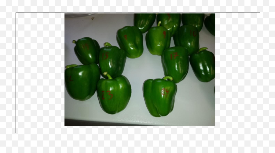 Green Bell Peppers Cupra - Green Bell Pepper Png,Green Pepper Png