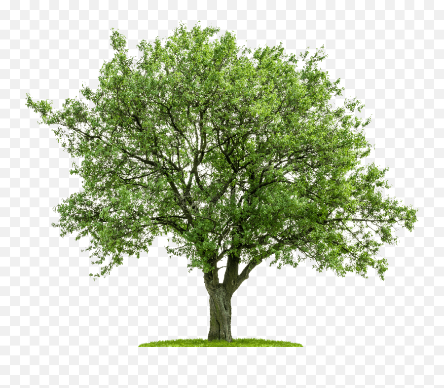 Download Tree From Above Png - Imagen De Un Árbol,Tree From Above Png