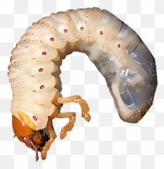Download White Grubs Are The Immature Larvae Of Several - White Grub Png,Caterpillar Transparent Background