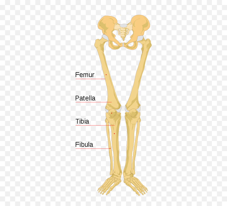 File Human Bones Labeled - Labeled Leg Bone Diagram Clipart Long Bones Of Lower Limb Png,Bones Png