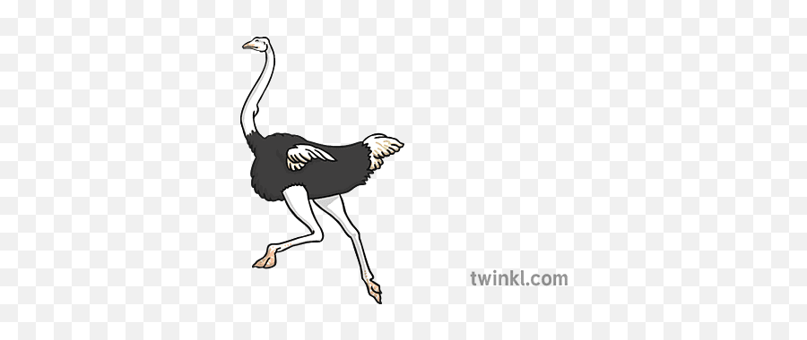 Ostrich 5 Illustration - Twinkl Ostrich Twinkl Png,Ostrich Icon