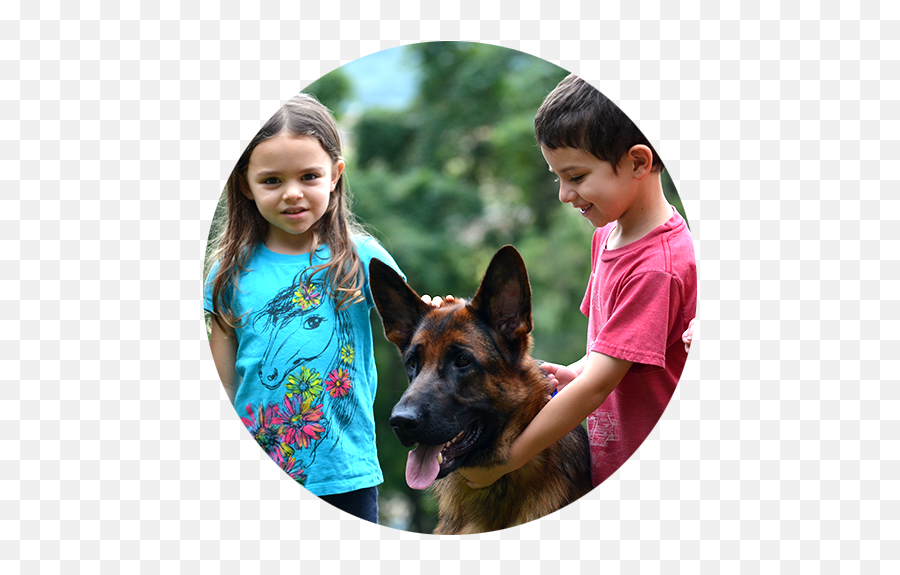 German Shepherd Breeder Based In Maryland With Programs - Boy Png,German Shepard Puppy Icon