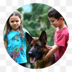German Shepherd Breeder Based In Maryland With Programs - Boy png