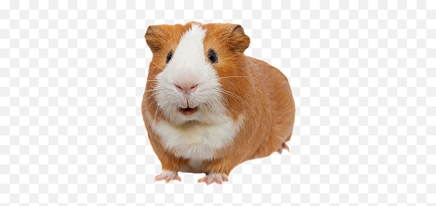 The Guinea Pig Arcade How To Say In Other Languages - Soft Png,Guinea Pig Icon