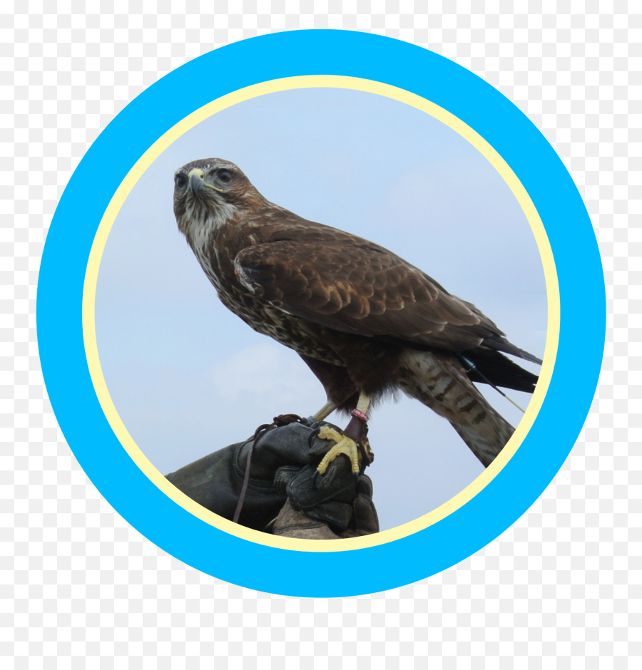 Bird Of Prey Cheshire Uk The Feathery Folk - Falcon Png,Prey Icon