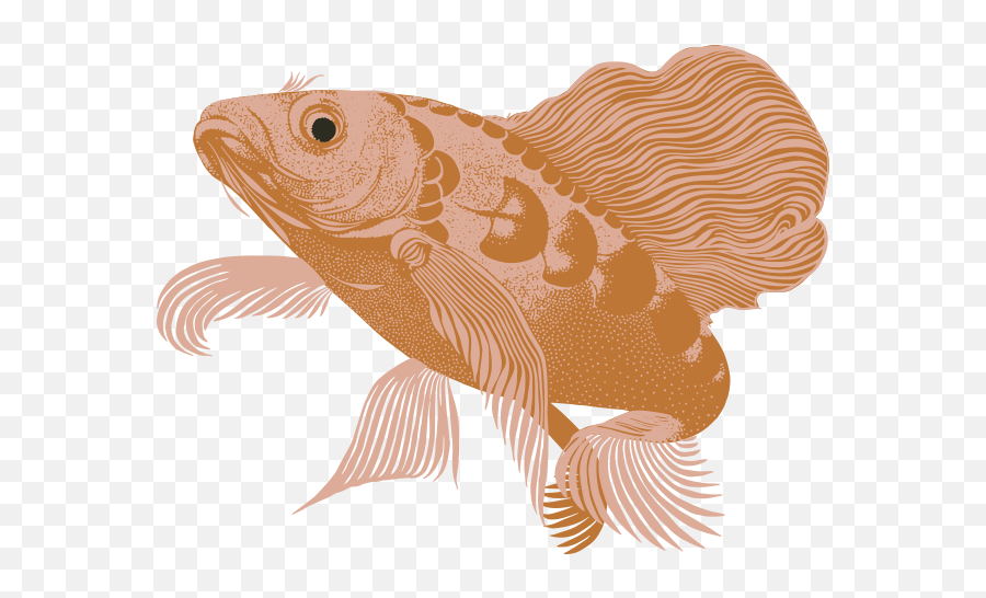Koi Custom Wallpaper Design Kate Blairstone - Aquarium Fish Png,Koi Fish Icon
