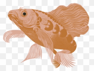 Koi Custom Wallpaper Design Kate Blairstone - Aquarium Fish png