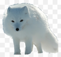 Arctic Fox Png41366 - Photo 18 Free Transparent Png Kutup Tilkisi Png,Fox Png