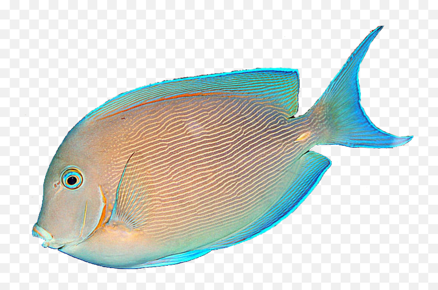 Library Of Fish Jumping From Water Clip - Fish On Transparent Background Png,Transparent Fish