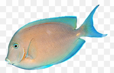 Library Of Fish Jumping From Water Clip - On Transparent Background png