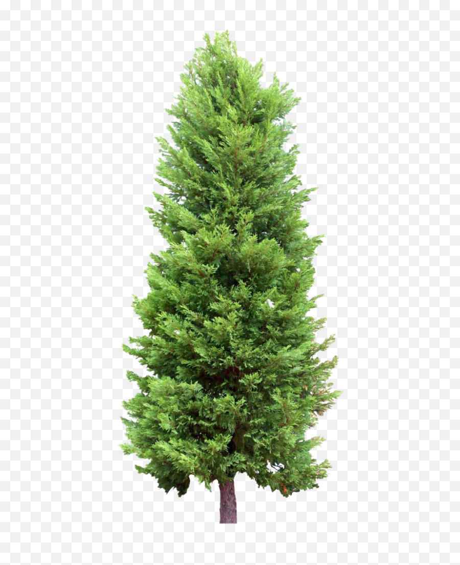 Fir Tree Png Transparent 2472 - Pine Tree Without Background,Pine Tree Transparent Background