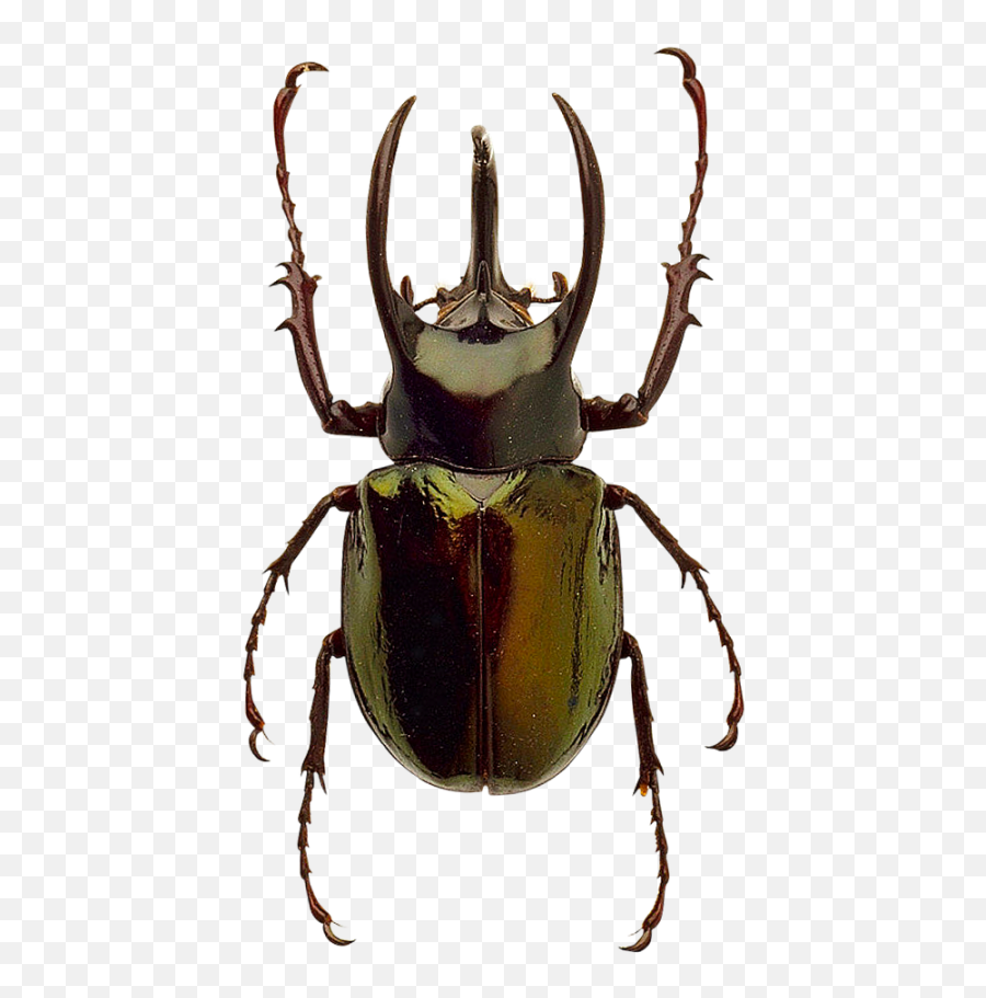 Beetle Png Image Color Palette - Beetle Transparent Png,Beetle Png