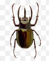 Beetle Png Image Color Palette - Beetle Transparent Png,Beetle Png