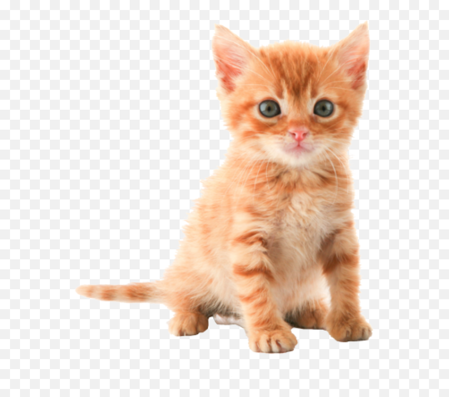 Cat Png Images - Small Cat Png,Small Png Images