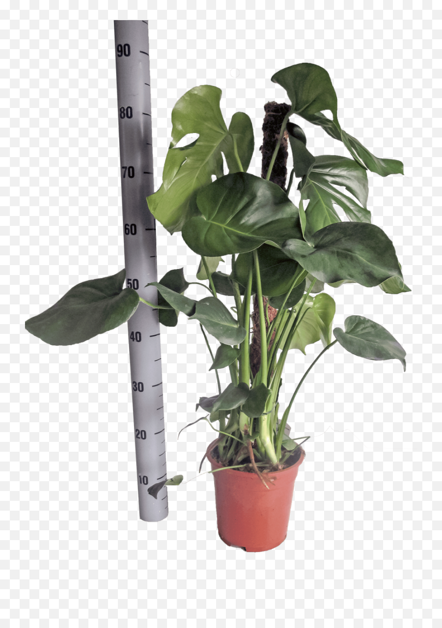 Swiss Cheese Plant Deliciosa - Swiss Cheese Plant Png,Monstera Leaf Png