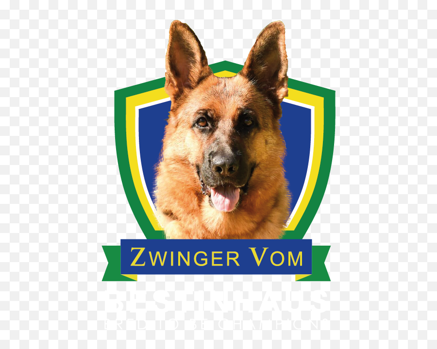 Old German Shepherd Dog - Old German Shepherd Dog Png,German Shepherd Png