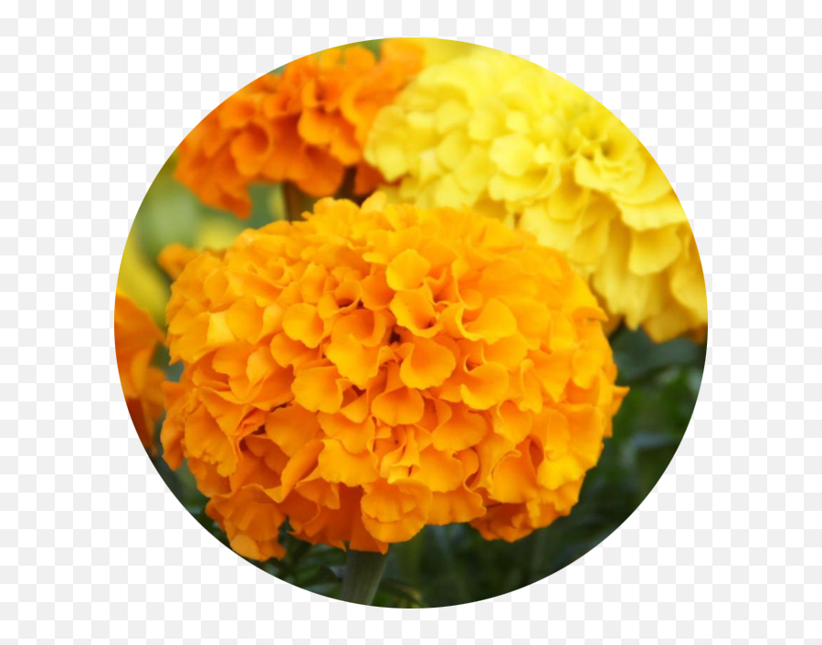 Marigold Transparent Png Image