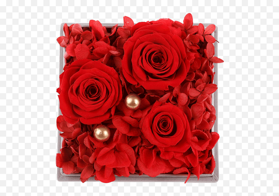 Hand In Gift Real Flower Eternal Red Rose - Floribunda Png,Real Flower Png