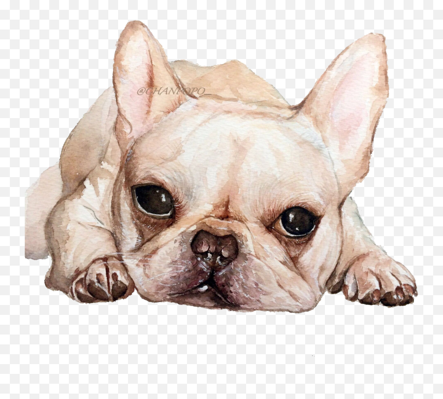 French Bulldog Toy Puppy Dog Breed - Cute Dog Png French Bulldog Puppy Transparent Background,Cute Dog Png