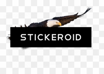 Download Flying Eagle Animals - Bald PNG Image with No Lands End