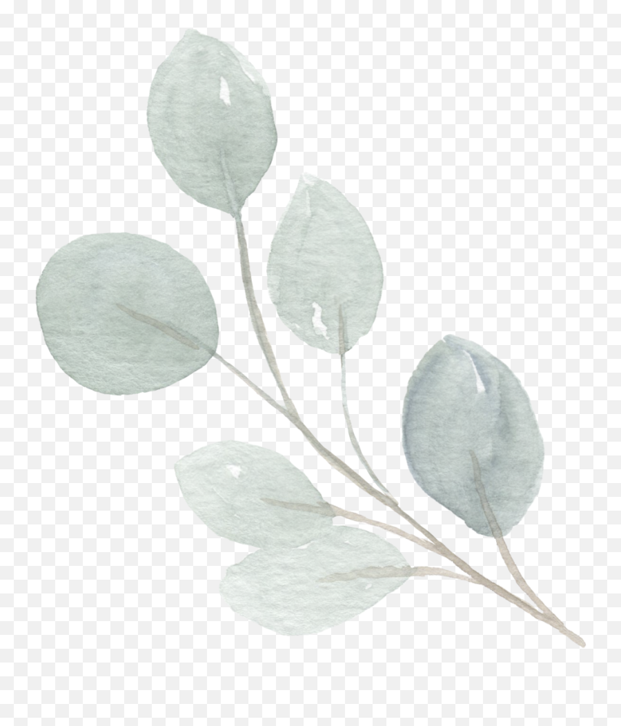 Contact Wildberry Floral - Twig Png,Eucalyptus Png
