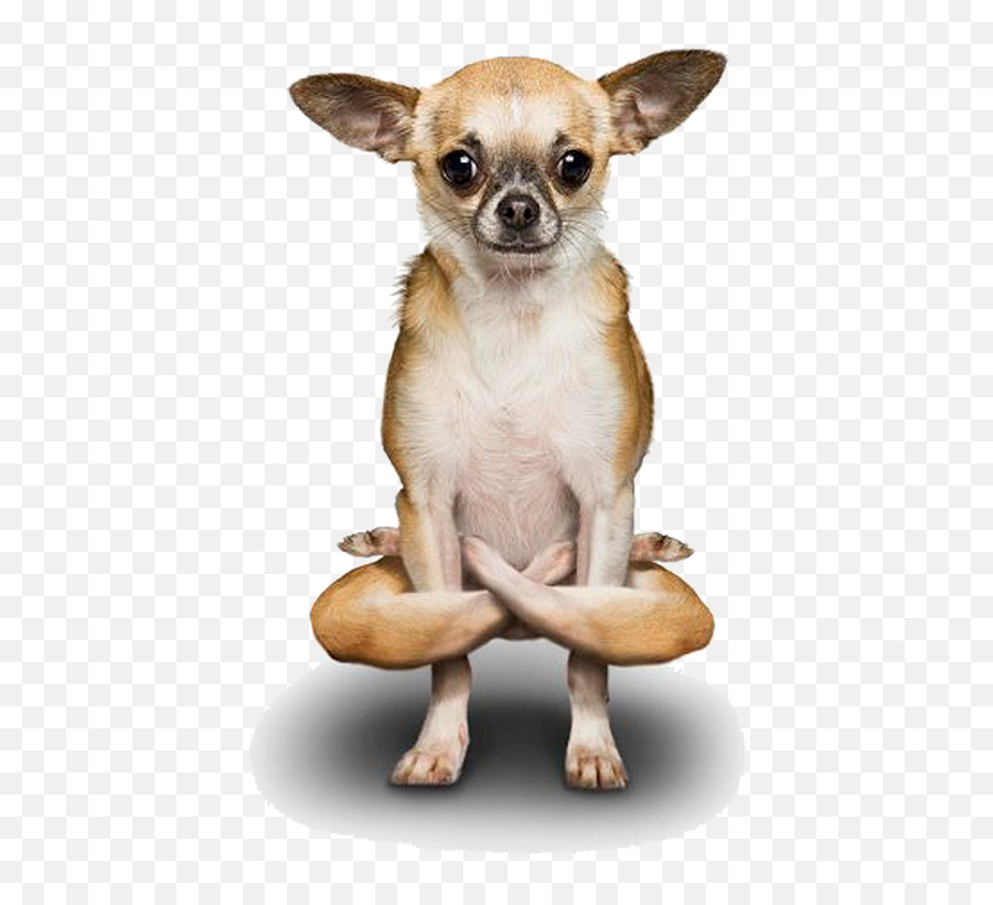 Poodle Dogs Free Png Hq Image - Yoga Dog,Chihuahua Png