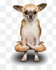 Poodle Dogs Free Png Hq Image - Yoga Dog,Chihuahua Png