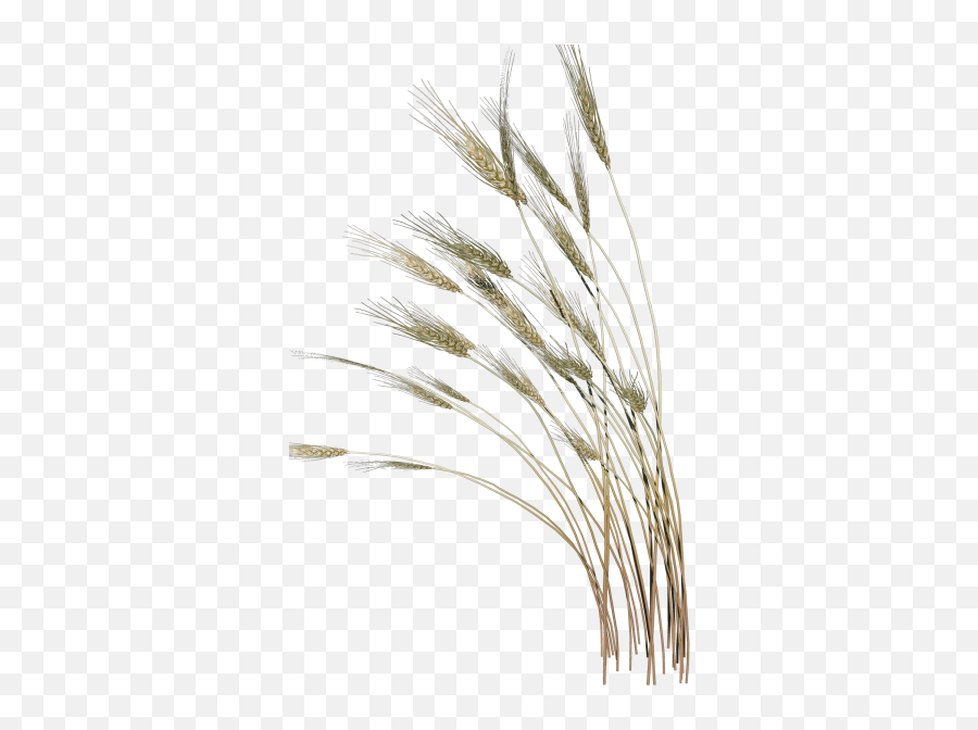 Picture - Reed Png,Reed Png