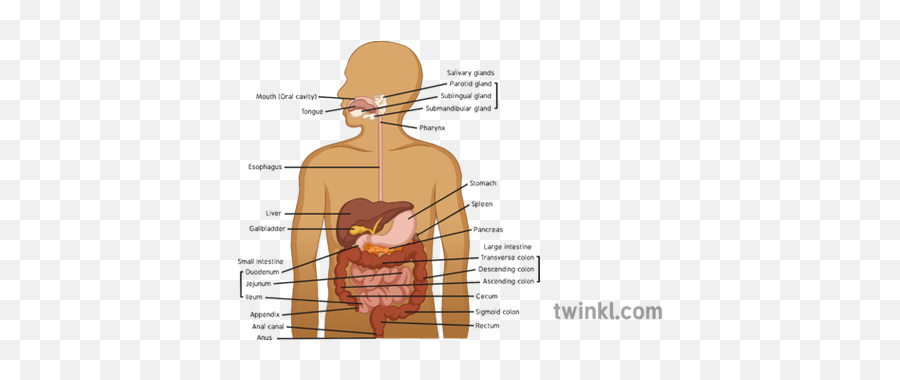 Human Digestive System Labelled Diagram - Digestive System And Respiratory And Circulatory System Png,Digestive System Png