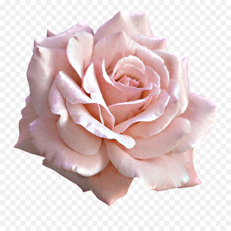 Pink Rose Png Download Free Clip Art - Soft Pink Rose Png,Real Rose Png