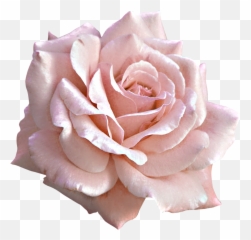 Pink Rose Png Download Free Clip Art - Soft Pink Rose Png,Real Rose Png