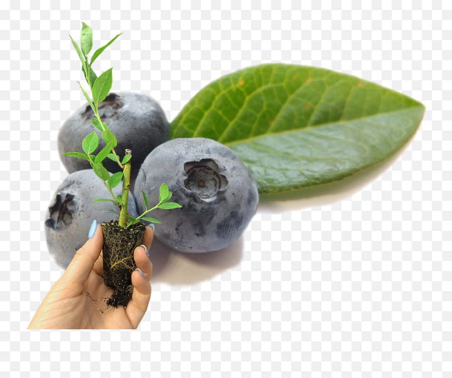 Home - Fresh Png,Blueberries Icon