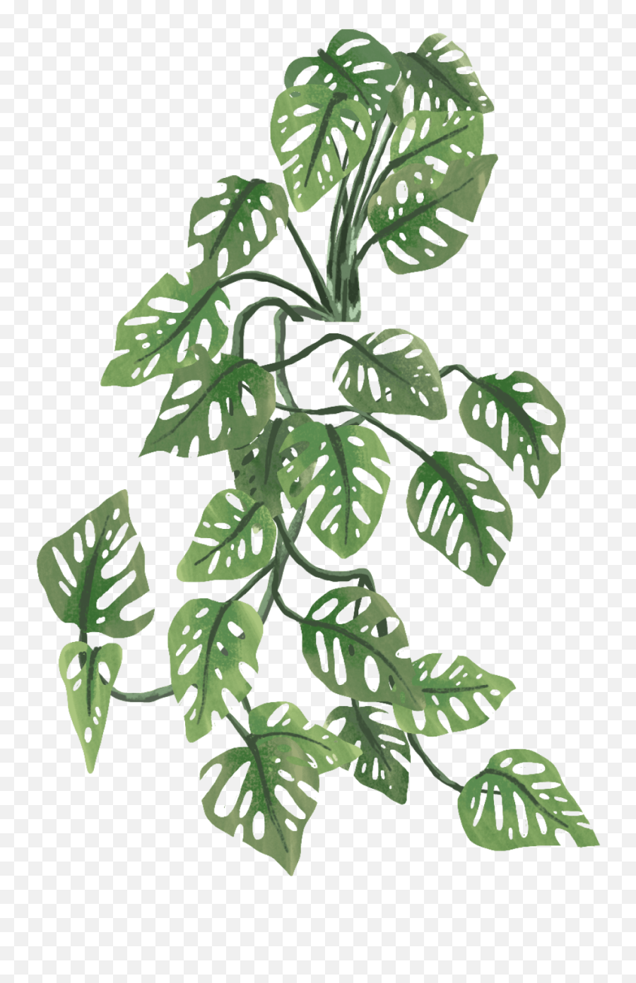 How Many Plants - Indoor And House Plant Resource Monstera Adansonii Png,Plant Icon Tumblr