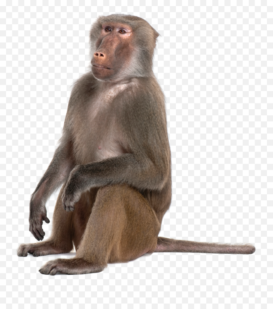 Primate Png Monkey