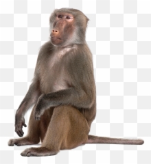 Primate Png Monkey