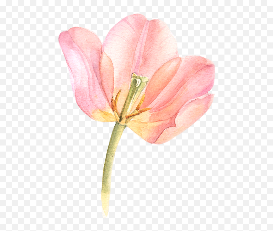 Tulip Transparent Watercolor Black - Lily Png,Tulip Transparent