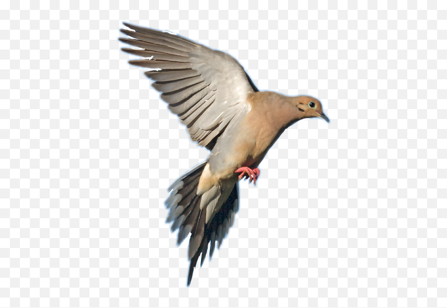 Mourning Dove In Flight Transparent Png - Mourning Dove In Flight,Dove Transparent