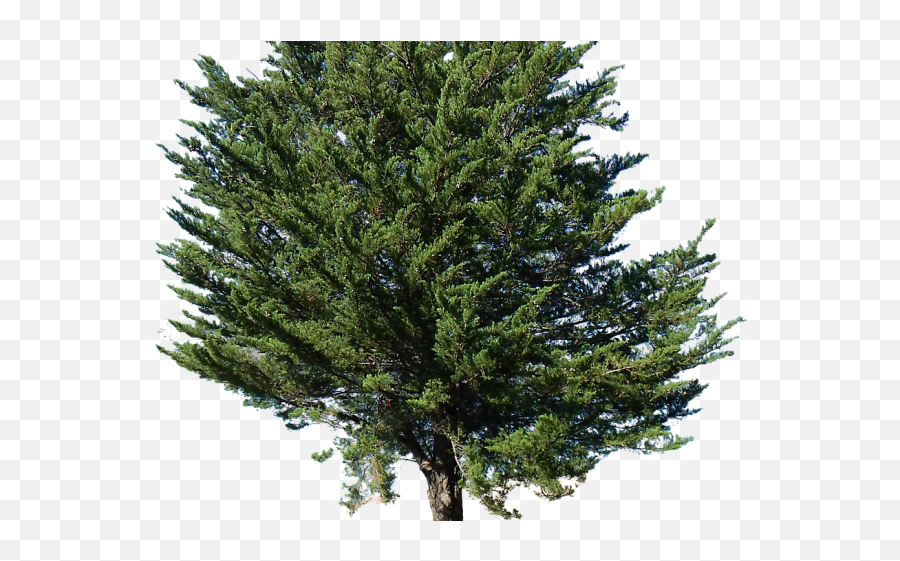 Pine Tree Alpha Png Image - Png Top View Pine,Pine Tree Transparent Background