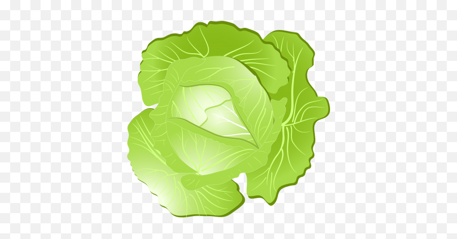 Free Png Cabbage