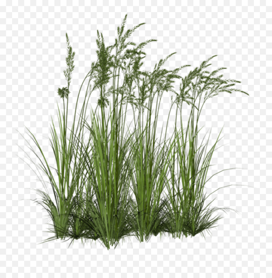 Download Free Icons Png - Transparent Long Grass Png,Ornamental Grass Png